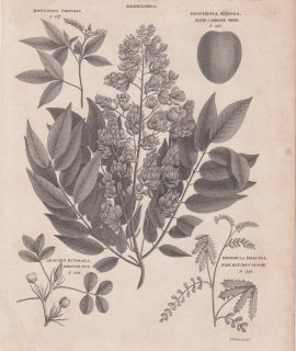 Antique Engraving Print, Botany, 1809 ca.