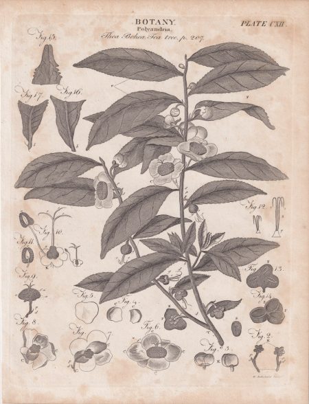 Antique Engraving Print, Botany, Tea, 1809 ca.