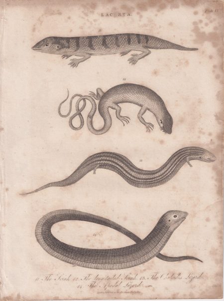 Antique Engraving Print, Lacerta, 1812