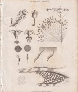 Antique Engraving Print, Microscopic Objets, 1810