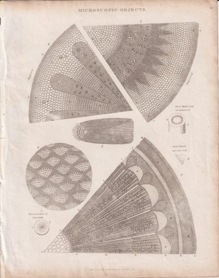 Antique Engraving Print, Microscopic Objects, 1811