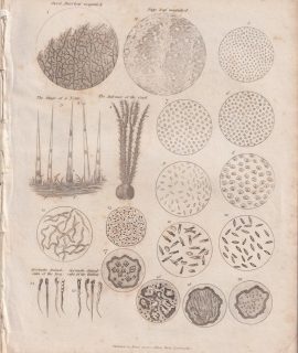 Antique Engraving Print, Microscopic Object, 1810