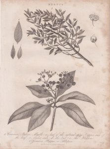 Antique Engraving Print, Myrtus, 1818