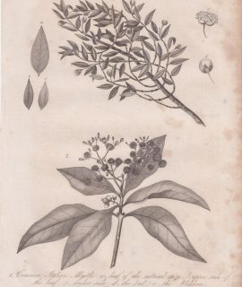 Antique Engraving Print, Myrtus, 1818