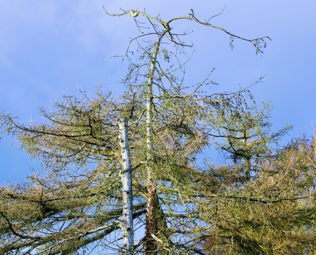 Quinto Orazio Flacco, lecchino