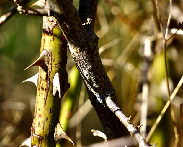 Spazi mediatici, letteratura, gossip