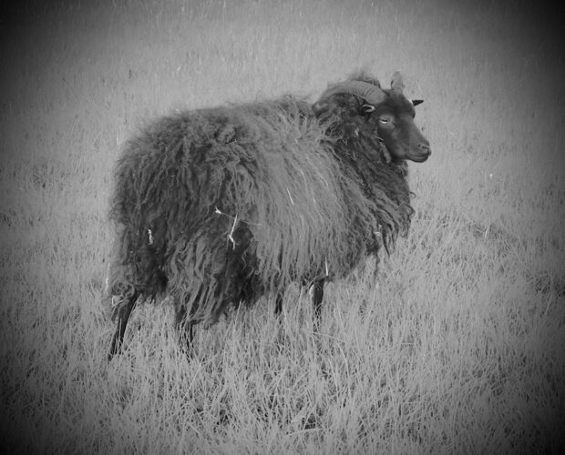 La pecora vuole essere pecora?