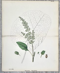 Antique Print, Rumex Alpinus, 1880