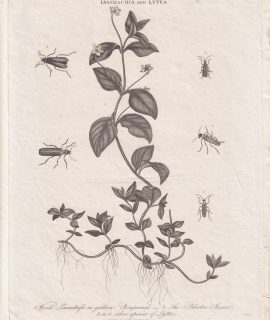 Antique Engraving Print, Lysimachia and Lytta, 1815