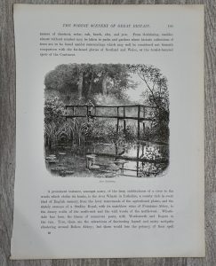Antique Print, The forest scenery, 1880