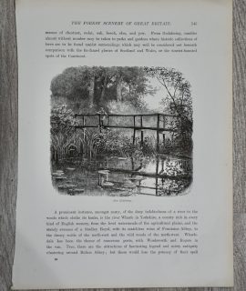Antique Print, The forest scenery, 1880