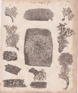 Antique Engraving Print, Lichen, 1813