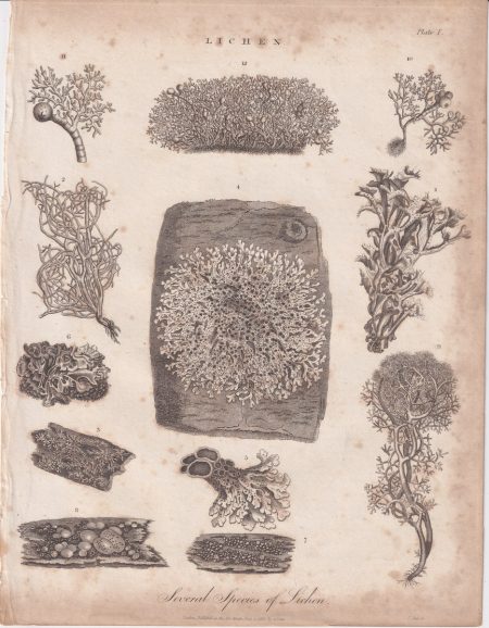 Antique Engraving Print, Lichen, 1813