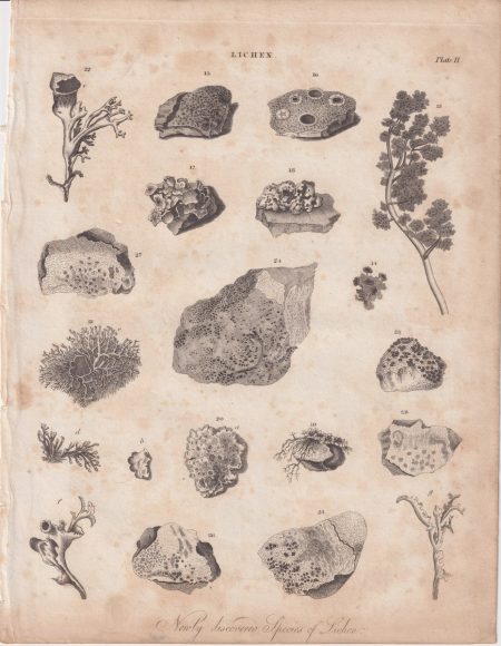 Antique Engraving Print, Lichen, 1810
