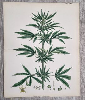 Antique Print, Cannabis Sativa, 1880