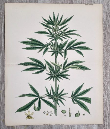 Antique Print, Cannabis Sativa, 1880