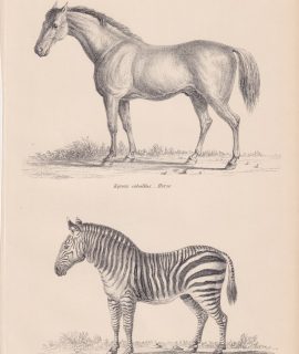 Antique Print, Equidae, 1880