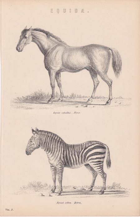 Antique Print, Equidae, 1880