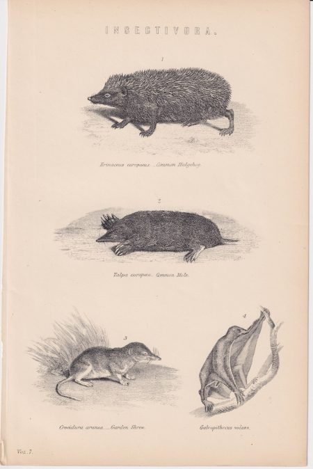 Antique Print, Insectivora, 1890