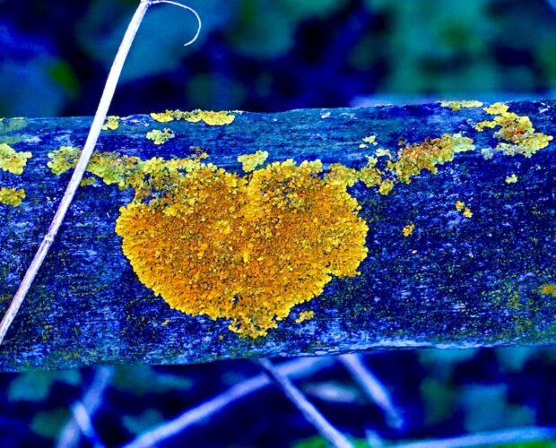 Morte, articolazioni della vita