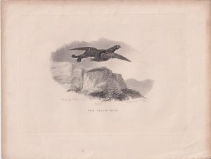 Antique Engraving Print, The Black-Cock, 1830 ca.