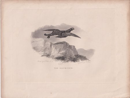 Antique Engraving Print, The Black-Cock, 1830 ca.