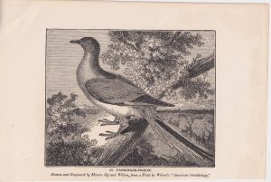 Antique Engraving Print, Passenger-Pigeon, 1840 ca.