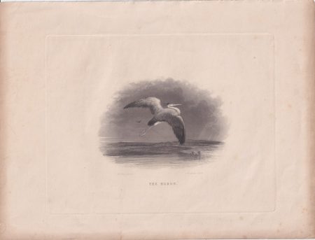 Antique Engraving Print, The Heron, 1840 ca.