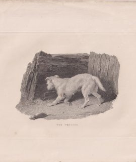 Antique Engraving Print, The Terrier, 1830