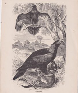 Antique Print, Wedge-Tailed Eagle of Australia, 1880 ca.