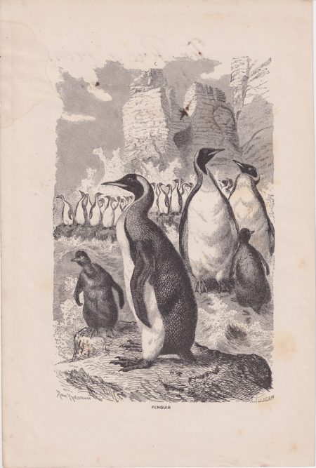 Antique Print, Penguin, 1887