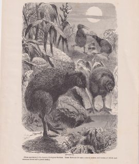 Antique Print, Apteryx, 1880