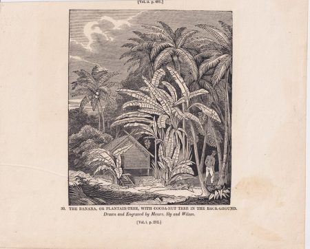 Antique Engraving Print, The Banana, or Plantain-Tree, 1840 ca.