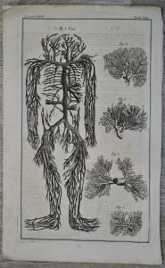Antique Engraving Medical Anatomy Print, 1739 ca.