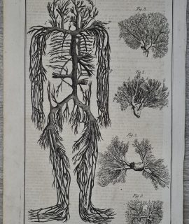 Antique Engraving Medical Anatomy Print, 1739 ca.