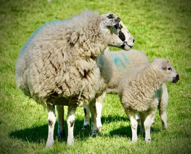 Scherzi umani e animali