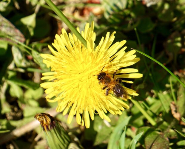 Forse c'era un bosco