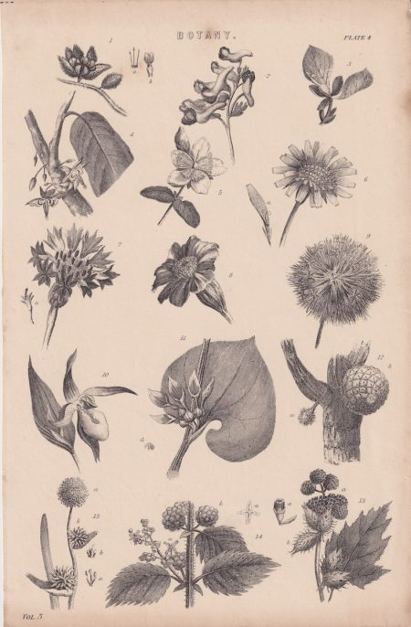 Antique Print, Botany, 1880