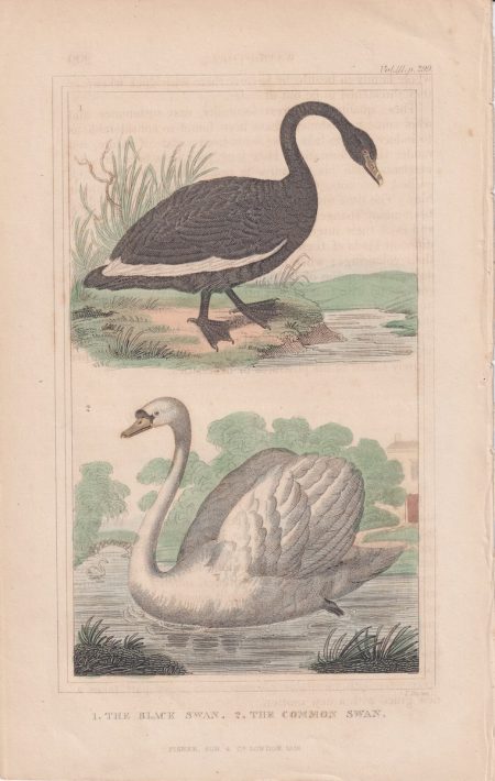 Antique Engraving Print, The Black Swan; The Common Swan, 1838
