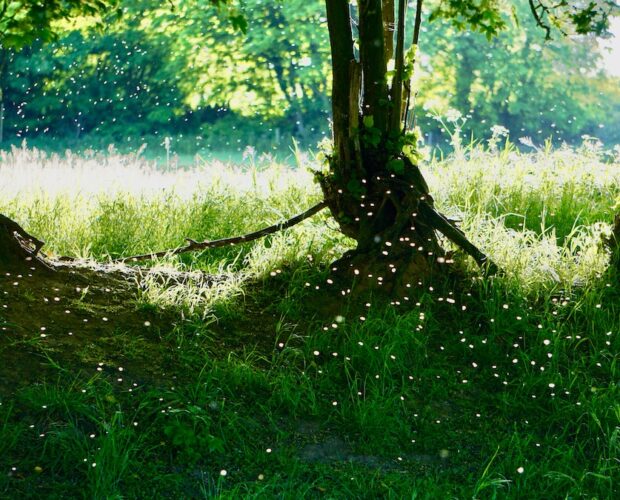 Pelecanos, Vendetta, pessimo libro