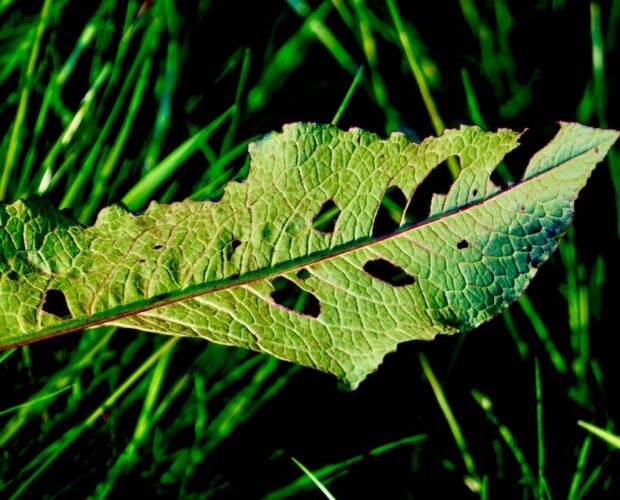 L'esperienza di Henry Alleg