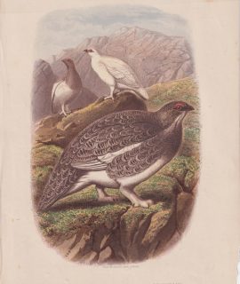 Antique Print, Lagopus Mutus, 1870