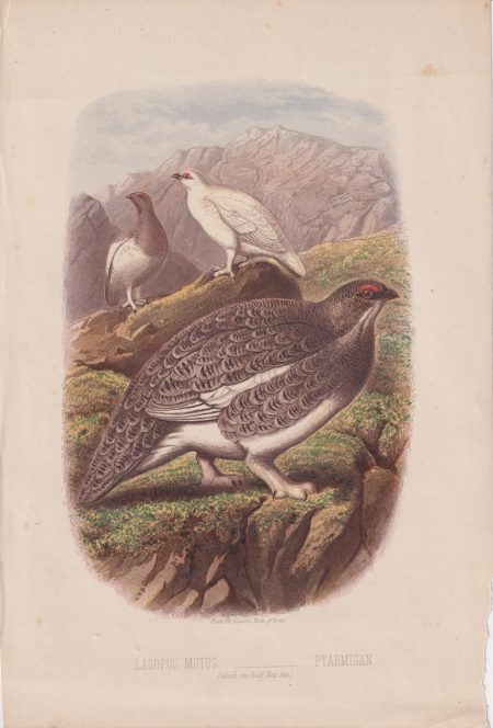 Antique Print, Lagopus Mutus, 1870