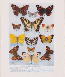 Vintage Print, British Butterflies, 1912 ca.