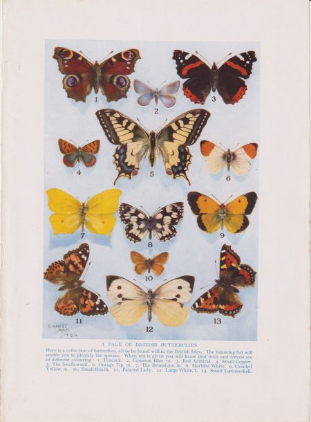Vintage Print, British Butterflies, 1912 ca.