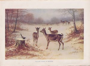 Vintage Print, Fallow Deer in winter, 1910 ca.
