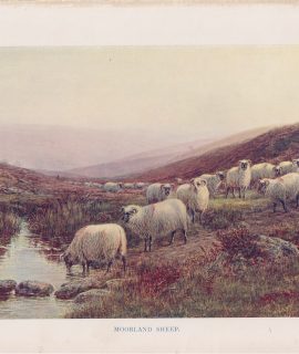 Vintage Print, Moorland Sheep, 1890