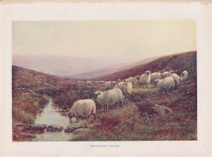 Vintage Print, Moorland Sheep, 1890