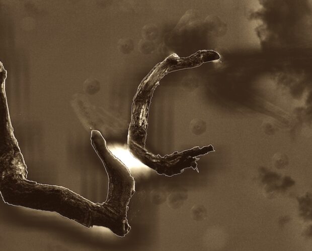 Figlio di un distico