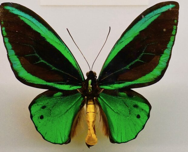 Pirandello e la bestia